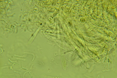 Cudonia circinans
