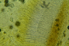 Cudonia circinans