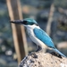 Collared Kingfisher - Photo (c) Tom Benson, some rights reserved (CC BY-NC-ND)