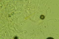 Cudonia circinans