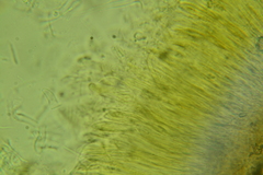 Cudonia circinans