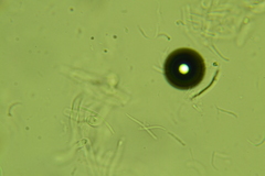 Cudonia circinans