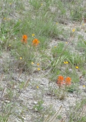 Castilleja lindheimeri