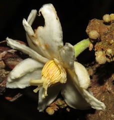 Carpotroche longifolia