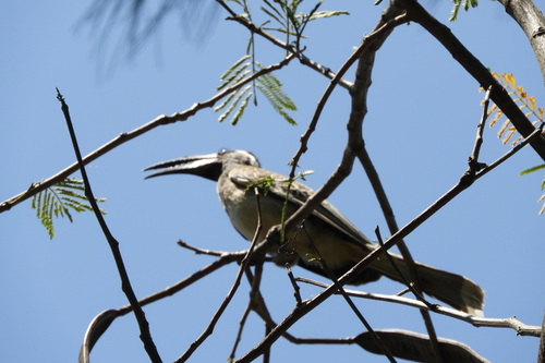 African Gray Hornbill