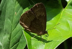 Aricoris constantius