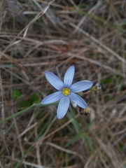 Sisyrinchium nashii