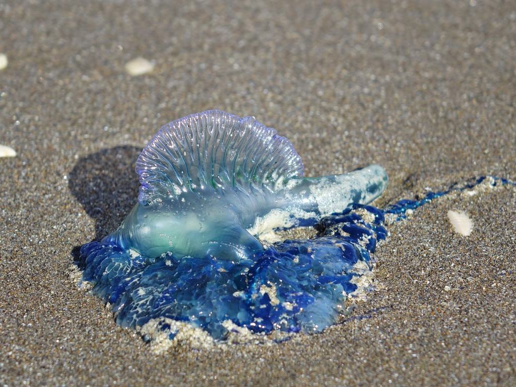 Portuguese man-of-war