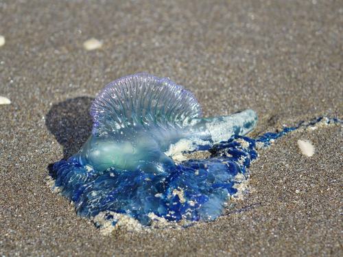 Portuguese man-of-war