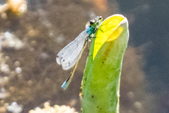 Ischnura cervula