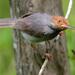 Ashy Tailorbird - Photo (c) Melvin Yap, some rights reserved (CC BY-NC-ND)