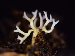 Ramariopsis minutula