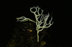 Ramariopsis minutula