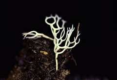 Ramariopsis minutula