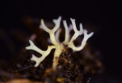 Ramariopsis minutula