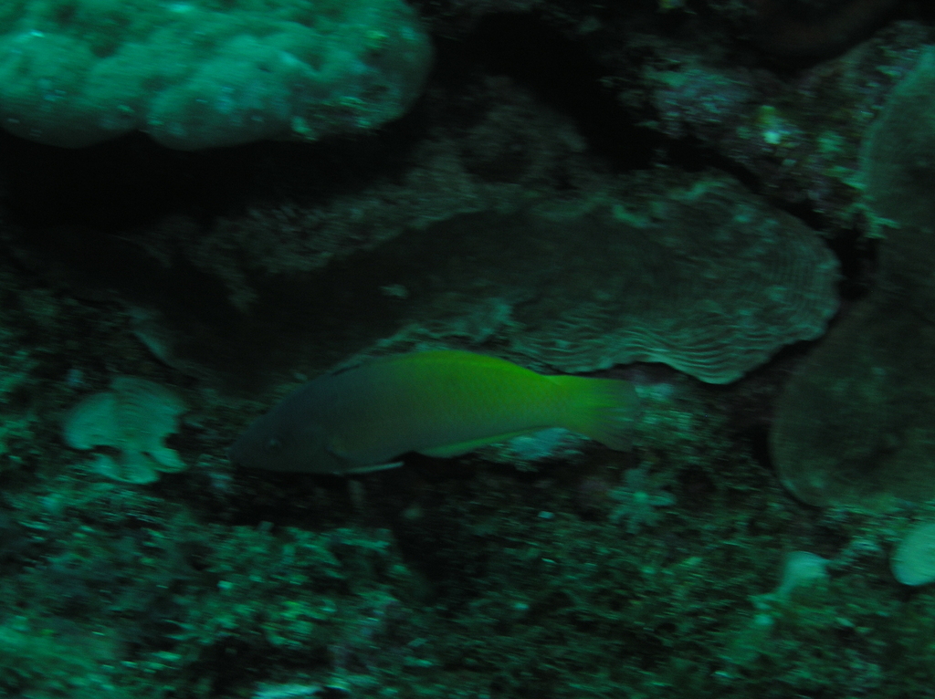 Half-grey Wrasse