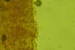 Ramariopsis minutula