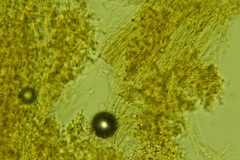 Ramariopsis minutula