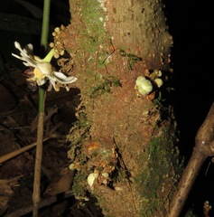 Carpotroche longifolia