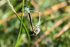 Ischnura cervula