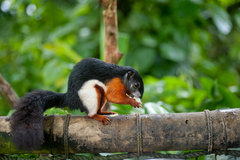 Prevost's Squirrel photo 2