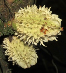 Carpotroche longifolia
