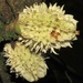 Carpotroche longifolia - Photo (c) Rich Hoyer, some rights reserved (CC BY-NC-SA)