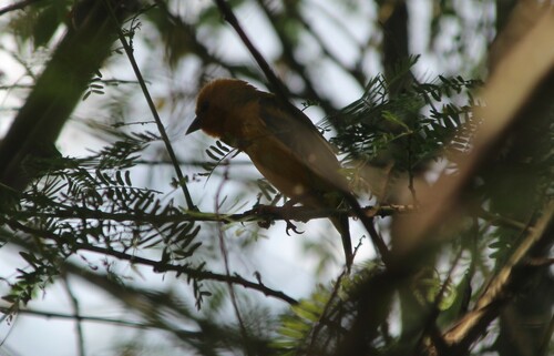 Orange Weaver (Ploceus aurantius), photo 4