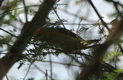 Orange Weaver (Ploceus aurantius), photo 8