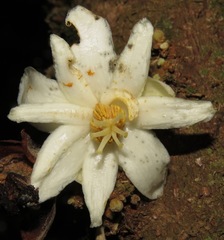 Carpotroche longifolia