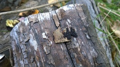 Rosellinia corticium