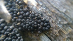 Rosellinia corticium