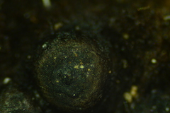 Rosellinia corticium