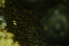 Rosellinia corticium