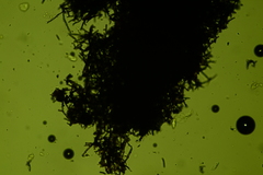 Rosellinia corticium