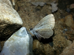 Celastrina ladon