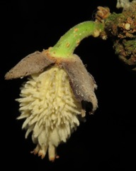 Carpotroche longifolia