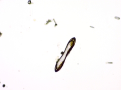Surirella librile