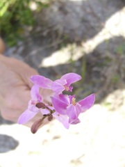 Bletia
