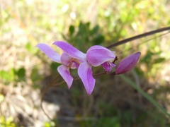 Bletia