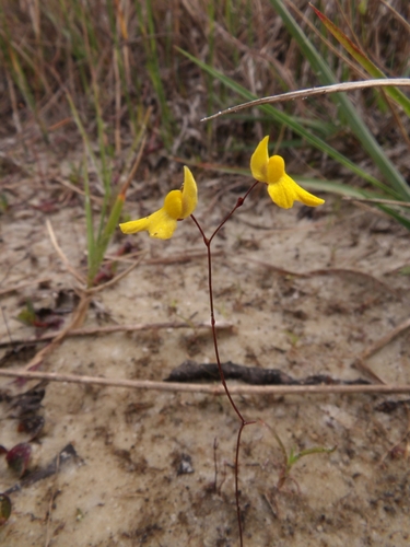 Zigzag Bladderwort