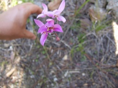 Bletia