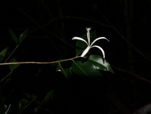 Turraea rostrata