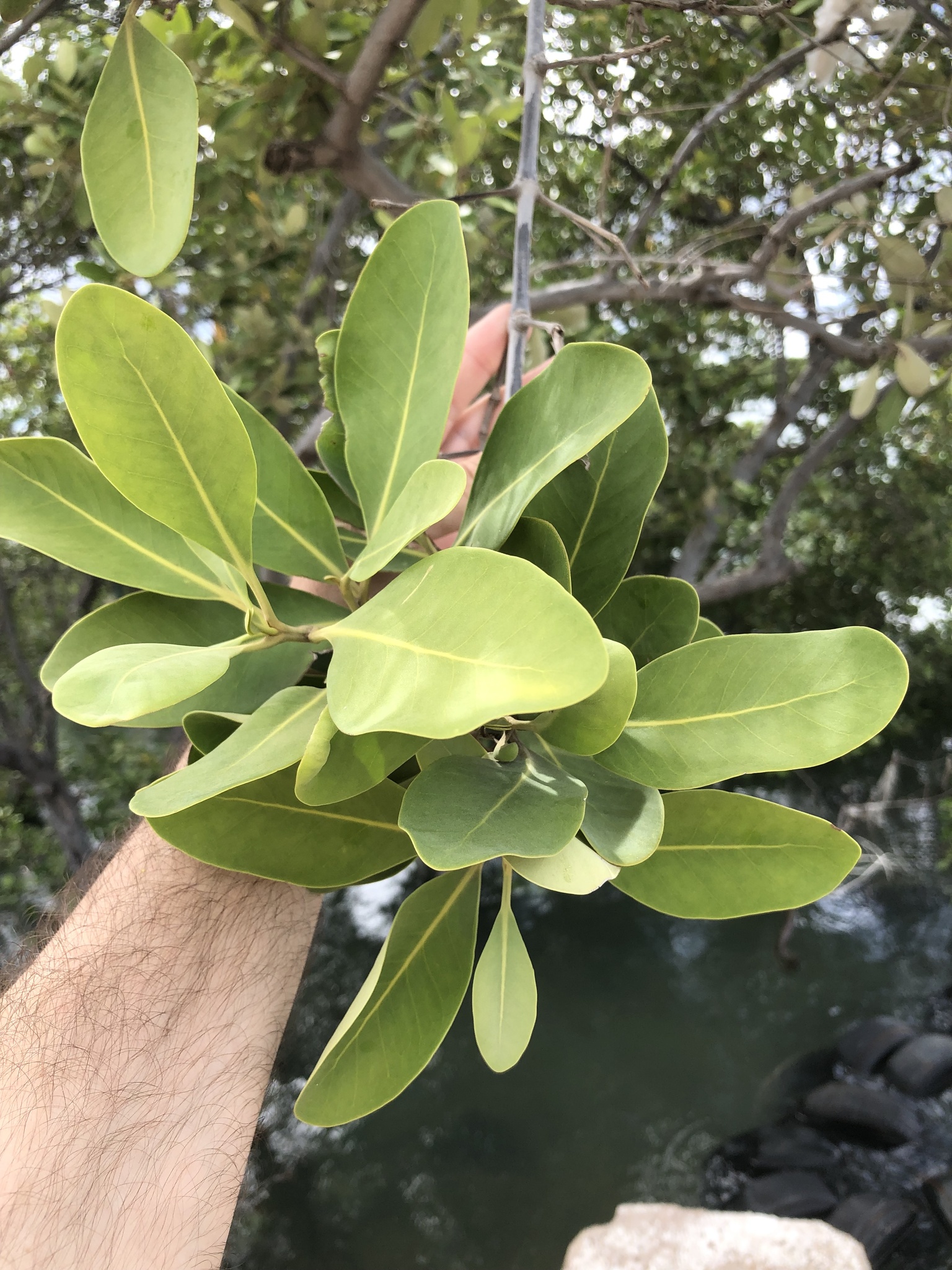 Avicennia schaueriana