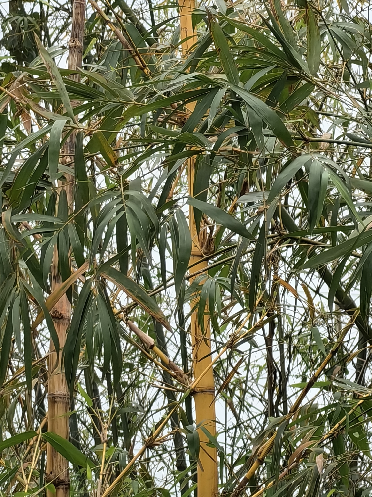 Bambusa vulgaris — ảnh 2