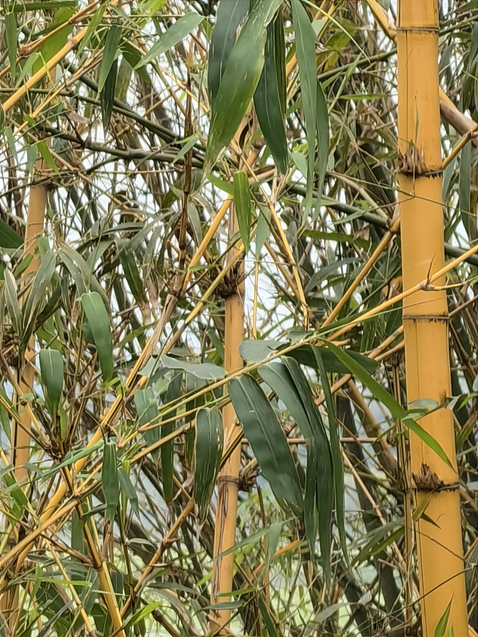 Bambusa vulgaris — ảnh 3