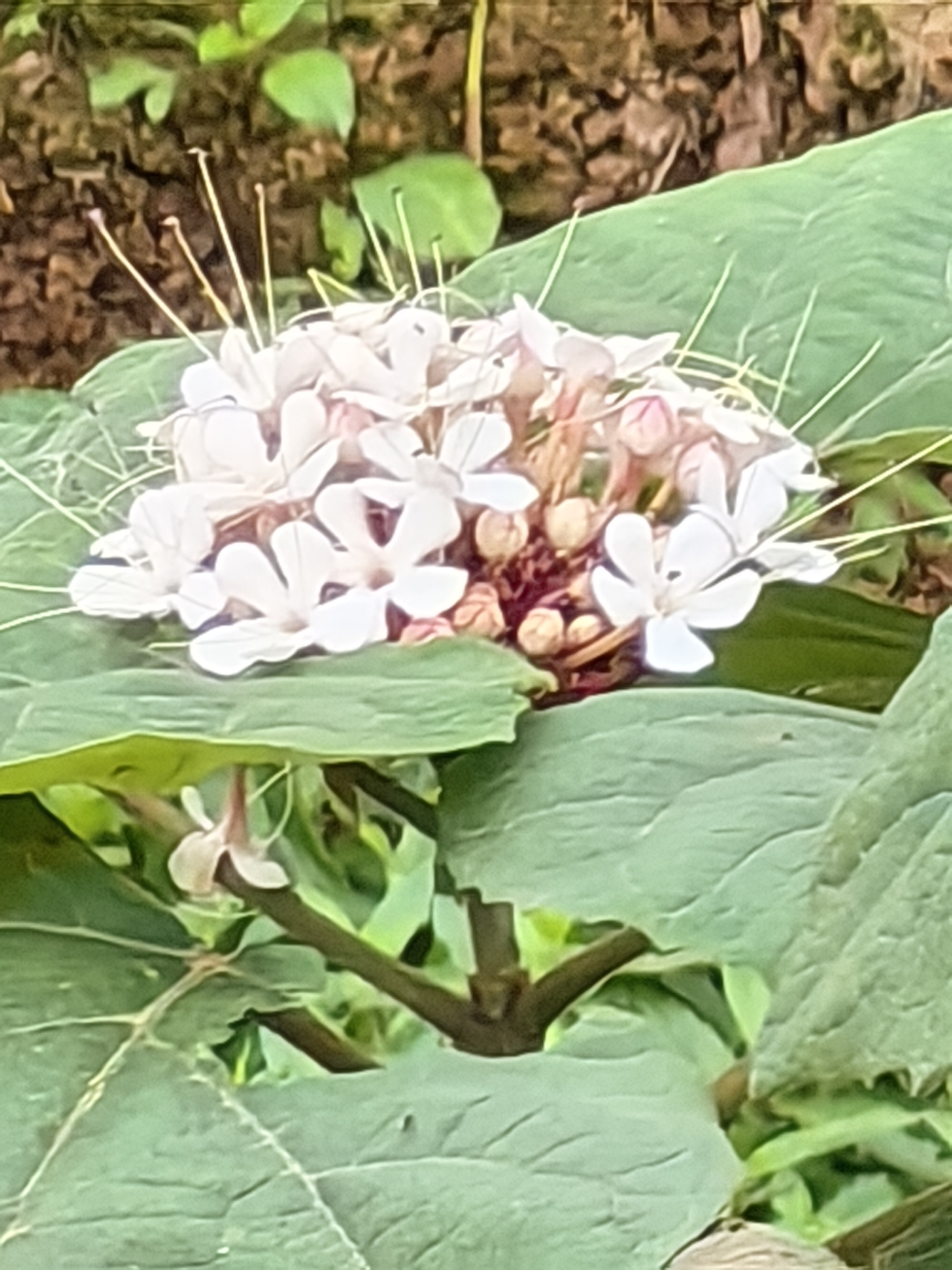 Clerodendrum villosum (Clerodendrum villosum)