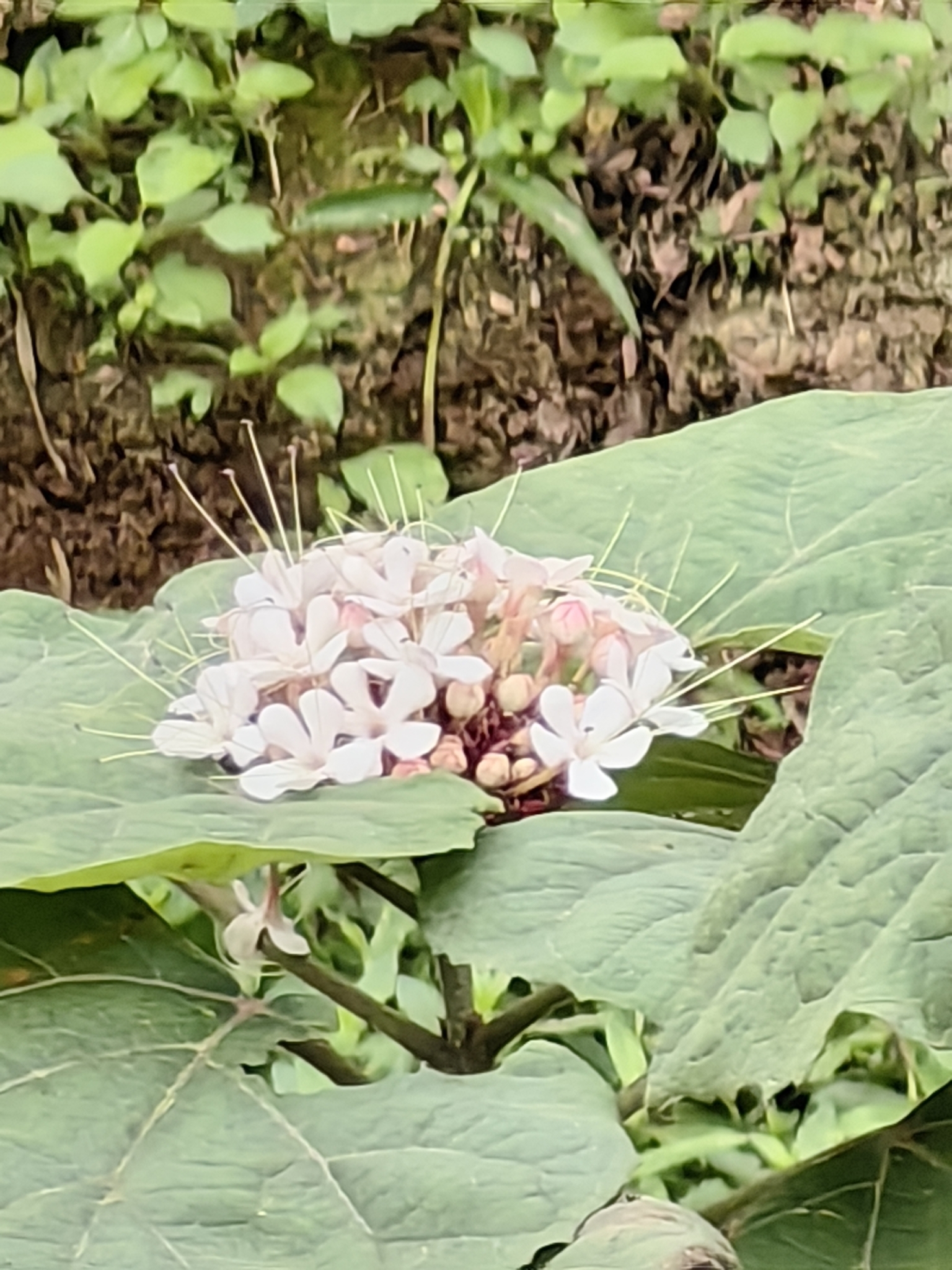Clerodendrum villosum — ảnh 2