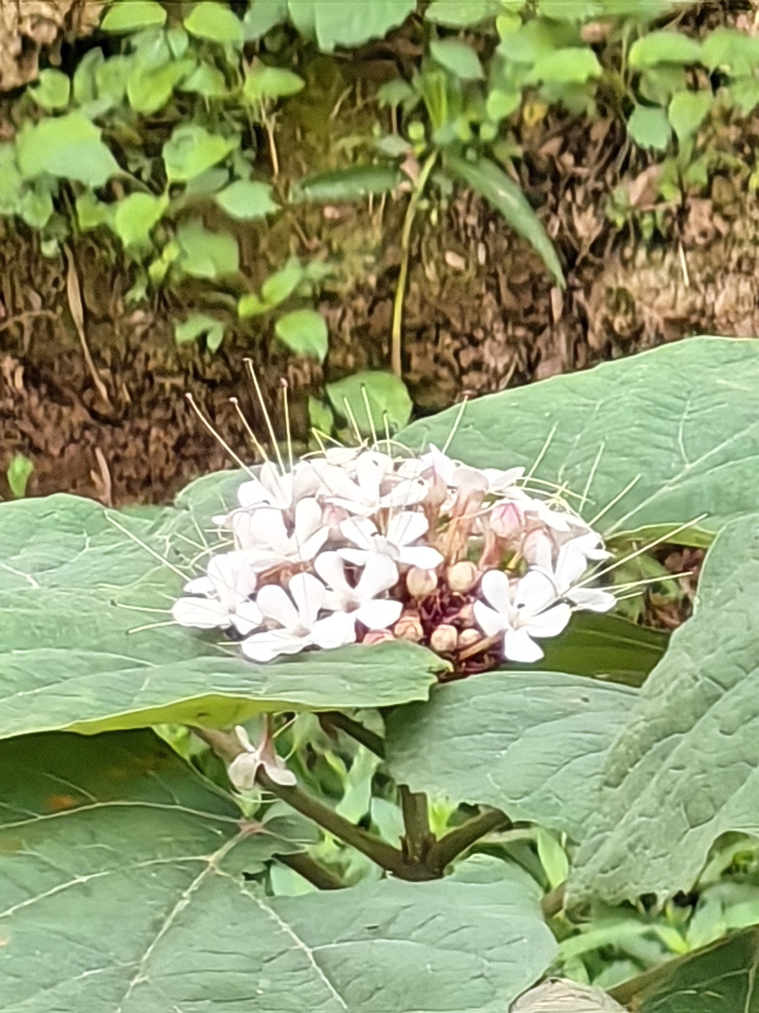 Clerodendrum villosum — ảnh 3