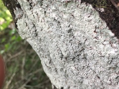Ostropomycetidae
